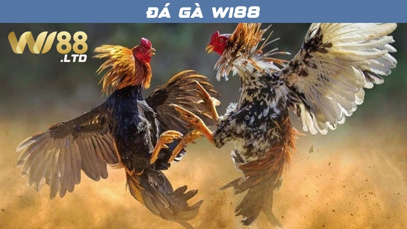 Cá cược đá gà tại nhà cái Wi88