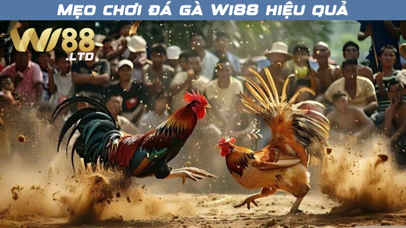 Những mẹo cá cược đá gà Wi88 hiệu quả
