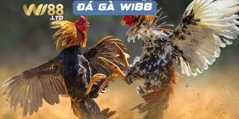 Sức hút của loại hình cược đá gà Wi88