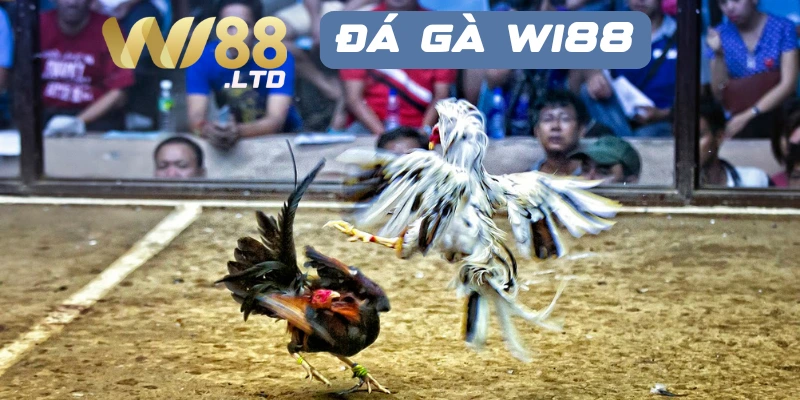 Tìm hiểu tổng quan về đá gà trực tuyến Wi88